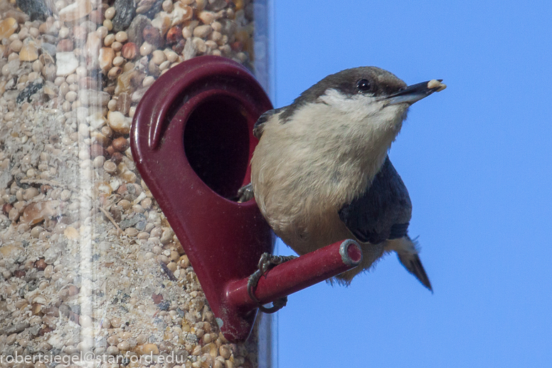 bird at feeder